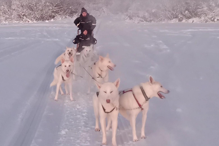 Levi: Self-Drive 2 KM Husky Sledding Experience