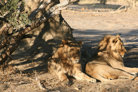 Viagem de 1 dia prolongado ao Chobe