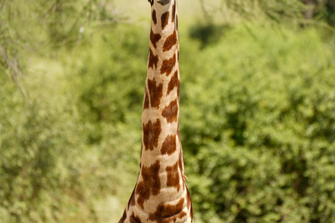 Nairobi: 2-Day Fly-In Safari to Arusha & Ngorongoro Crater