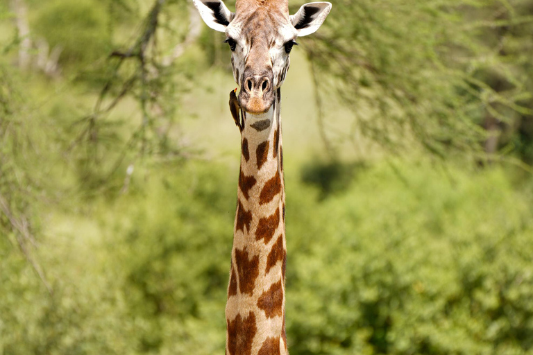 Nairobi: 2-Day Fly-In Safari to Arusha & Ngorongoro Crater