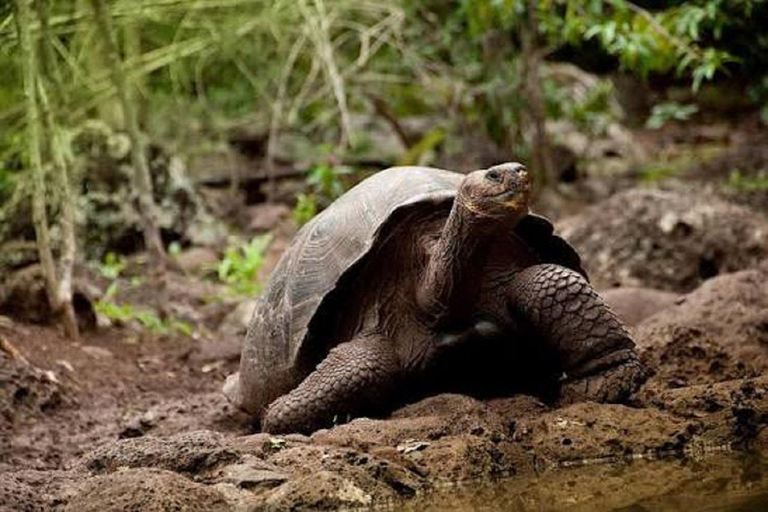 San Cristóbal: El Junco, Galapaguera & Puerto Chino Tour