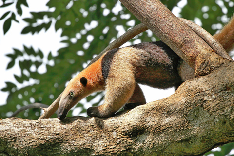 Parque Nacional del Corcovado: Excursión guiada de senderismo - Día completo