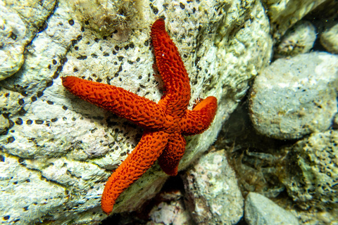 Mallorca: duiken zonder brevet met een duikinstructeur vanaf de boot - Cap de FormentorProbeer Scuba - Proefduiken