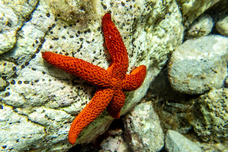 Mallorca: duiken zonder brevet met een duikinstructeur vanaf de boot - Cap de FormentorProbeer Scuba - Proefduiken