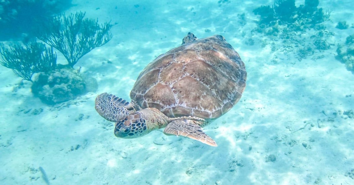 Half Day Semiprivate Snorkeling Tour with Turtles & Cenote | GetYourGuide