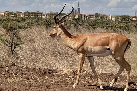 Nairobi: Parco nazionale, orfanotrofio degli elefanti e tour delle giraffe