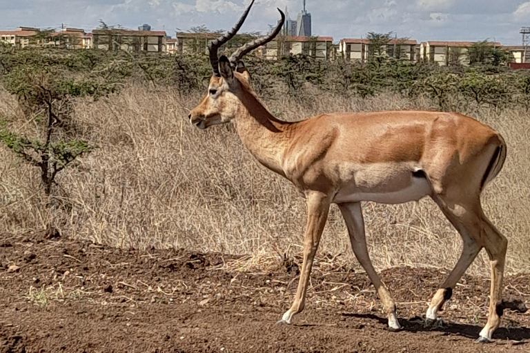 Nairobi: Parco nazionale, orfanotrofio degli elefanti e tour delle giraffe