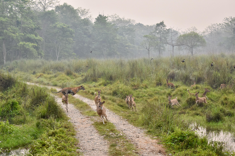 Chitwan National Park: Full-Day Jeep Safari with Lunch