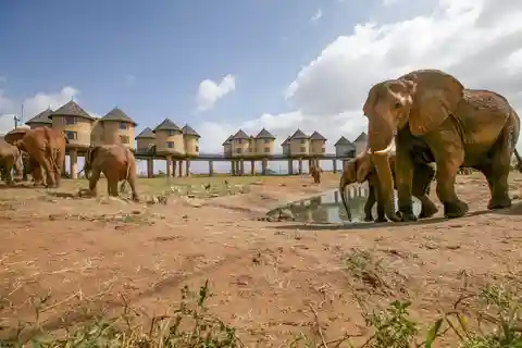Safari nocturno al Albergue Saltlick desde Mombasa o Diani