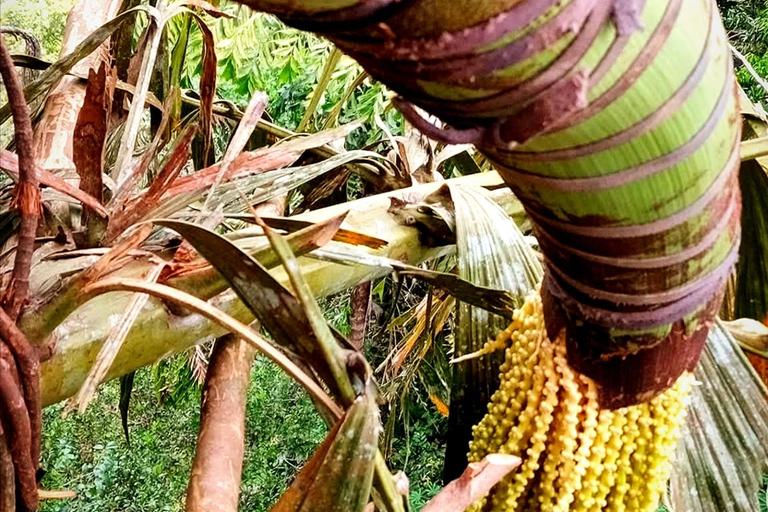 UNESCO Kitul Production Program Tour in a Kandy Village
