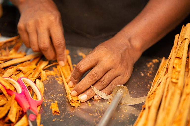 Galle Day Tour With Scenic Coastal Train Ride From Colombo Colombo-Galle Scenic Train Ride & Southern Highlights Tour