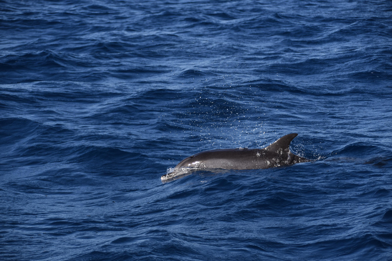 Costa Calma: Fuerteventura Dolphin Watching Boat Tour