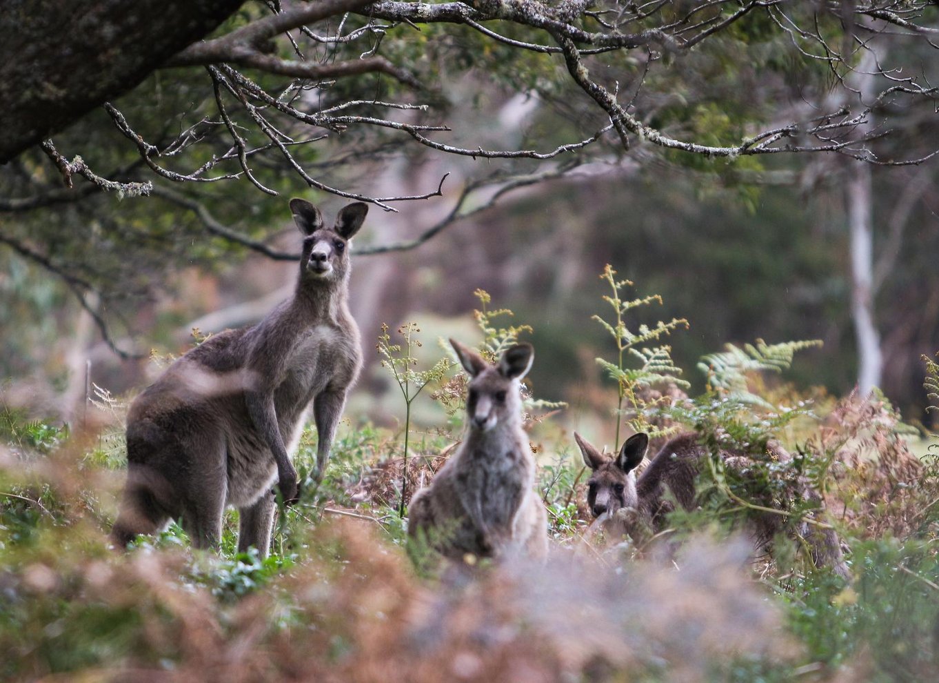 Sydney: Waterfall Bushwalk og Blue Mountain Sunset Day Trip