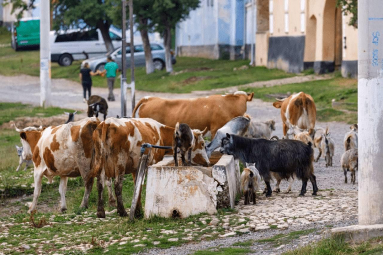 Brașov: Transylvania Day Trip with Guide and Snacks