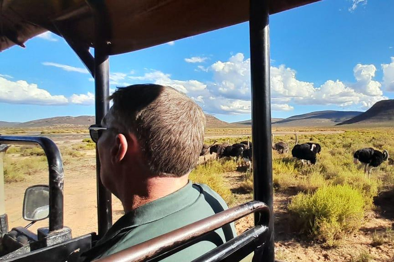 Cape Town: Cape Town Big Five Sunset Safari with Snacks