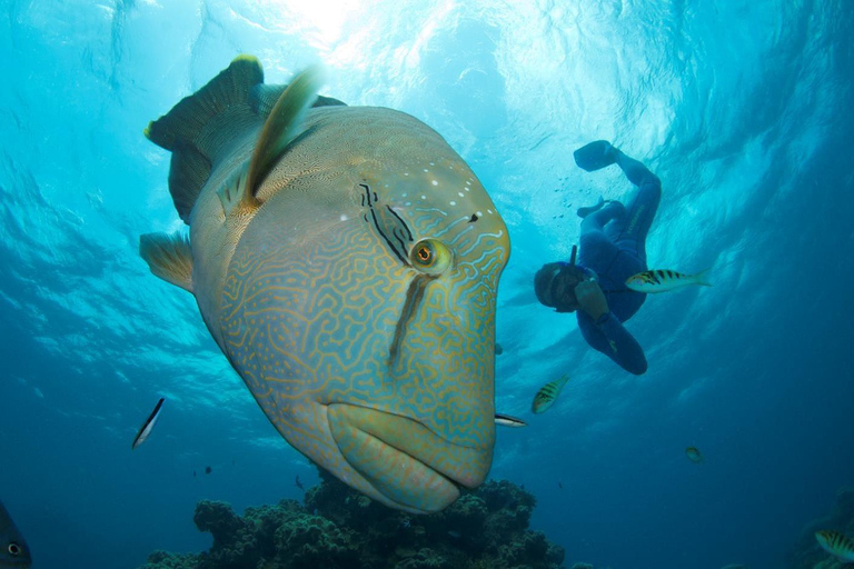 Cairns Great Barrier Reef: Snorkel Day TripSnorkelling Trip