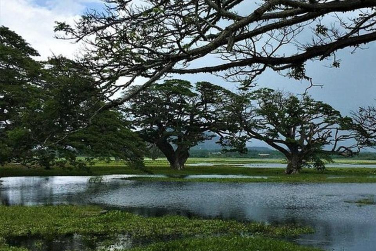 Yala: Sunset Tour by Boat & Beach BBQ Dinner!