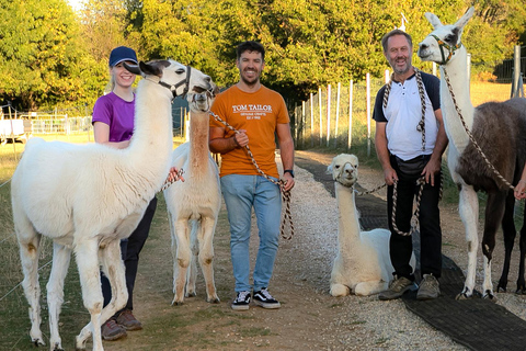 Mödling: Excursión panorámica guiada con alpacas y llamas