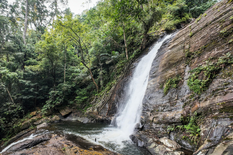 From Galle: Sinharaja Rainforest Trek & Village Lunch From Deniyaya: Private Tuk-Tuk, Rainforest Trek & Lunch