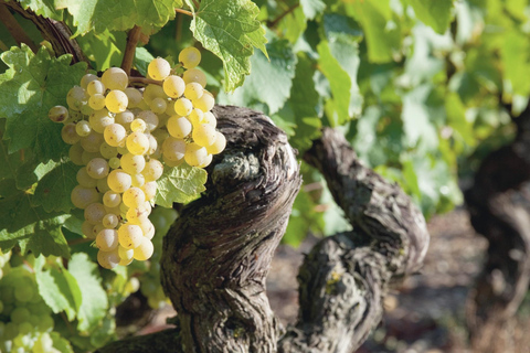 Discover the Alsace Vineyards around Colmar Decode the Vignoble d'Alsace in Orschwihr