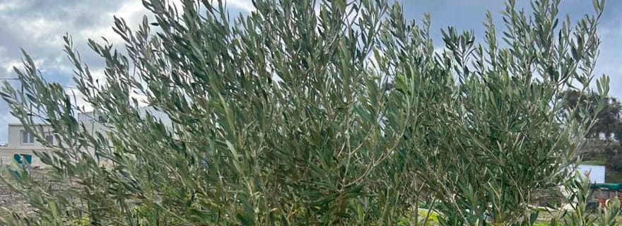 Santorin : visite guidée d'une ferme et d'un domaine viticole