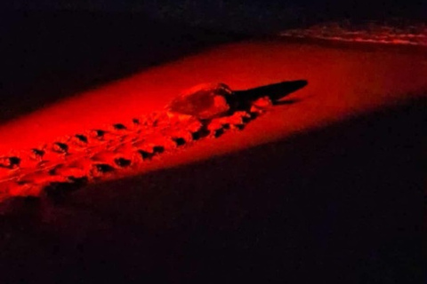 From Muscat: Ras Al Jinz Turtle Reserve Guided Tour