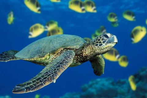 St. Maarten: Passeio pela ilha com mergulho com snorkel e almoço com churrasco