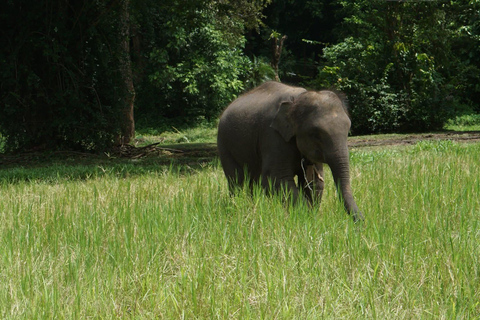Chiang Mai: Ethical Elephant Experience - Transfer Options A : Meeting Point Feeding, Walk with Elephants (No Transfer)