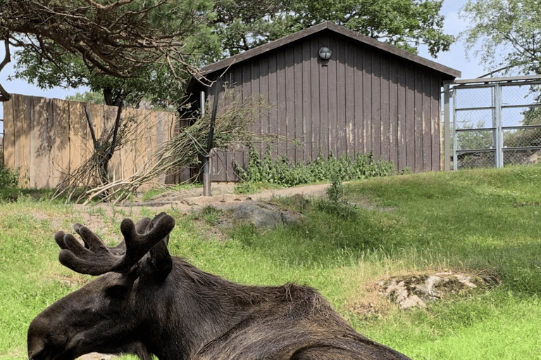 Slottsskogen Easy Hike, Observatory, and Zoo Tour