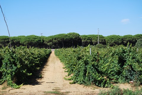 Au départ de Cadix : visite des vignobles de Chiclana de la Frontera avec déjeunerVisite guidée des caves de Chiclana de la Frontera avec déjeuner - 2 personnes