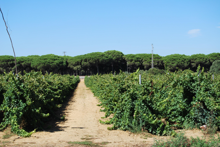 Au départ de Cadix : visite des vignobles de Chiclana de la Frontera avec déjeunerVisite guidée des caves de Chiclana de la Frontera avec déjeuner - 2 personnes