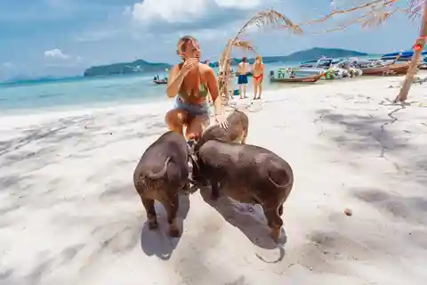 Koh Samui: Pig Island Private Longtail Boat Tour