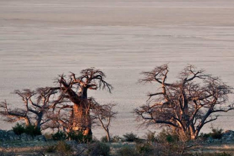 Botswana: Makgadikgadi Pans Day Trip