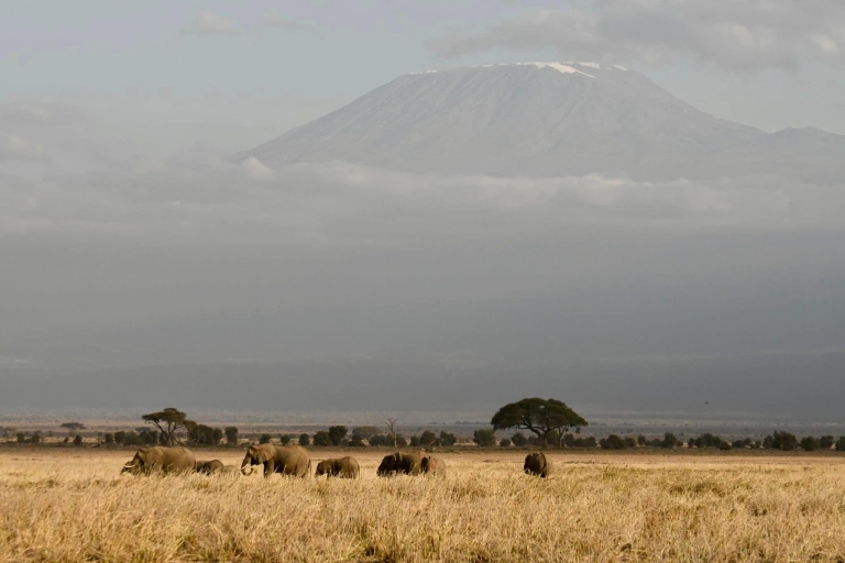 3 Tage Amboseli Erlebnis