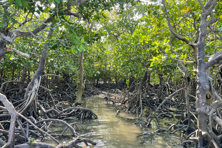 Private Tour: Dolphins &amp; Safari Blue in Pungume Island