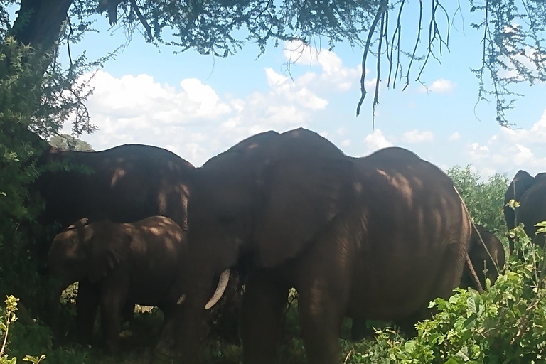 Safari in Africa alla settima meraviglia del mondo