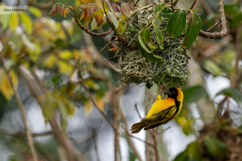 From Entebbe: 3-Day Queen Elizabeth National Park Safari