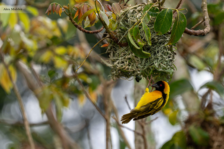 From Entebbe: 3-Day Queen Elizabeth National Park Safari