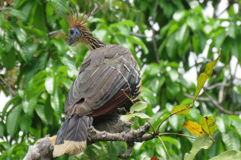 Puerto Maldonado: 3-Day Tambopata Jungle Tour