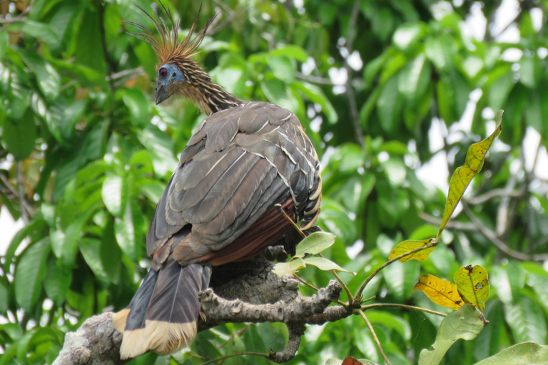 Puerto Maldonado: 3-Day Tambopata Jungle Tour