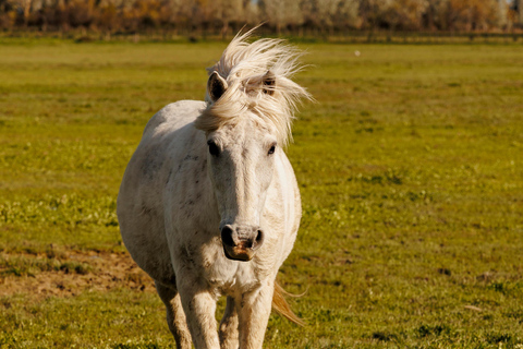 Aigues-Mortes 3H: Discover the secret Camargue in a 4x4 Full-Day