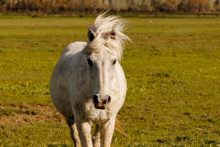 Aigues-Mortes 3H: Discover the secret Camargue in a 4x4 Full-Day