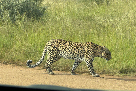 Johannesburg: Dinokeng Game Reserve Safari with Pickup