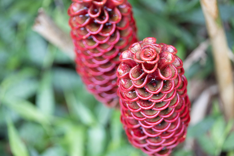 Ko’olau Waterfall Hike & Downhill Bike
