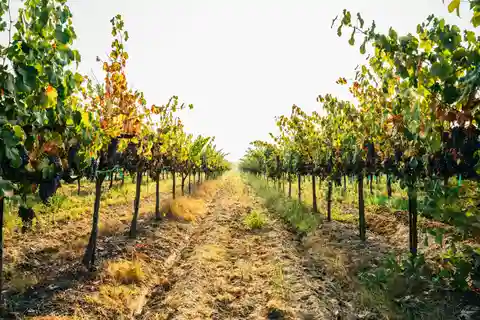 Da Matera: Tour di mezza giornata a Ginosa con degustazione di vini