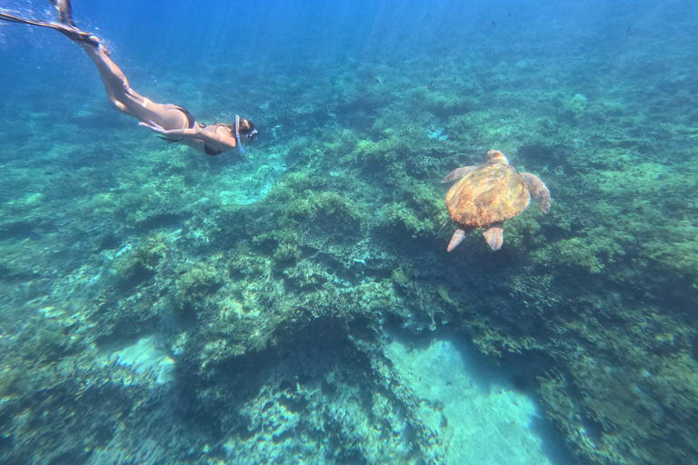 Paphos: snorkeltour met gids naar zeeschildpaddenPaphos: snorkelen met zeeschildpadden met gids