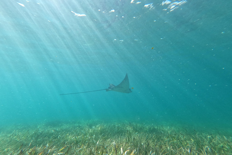 Desde Cancún: Aventura de snorkel en Puerto Morelos con aperitivos