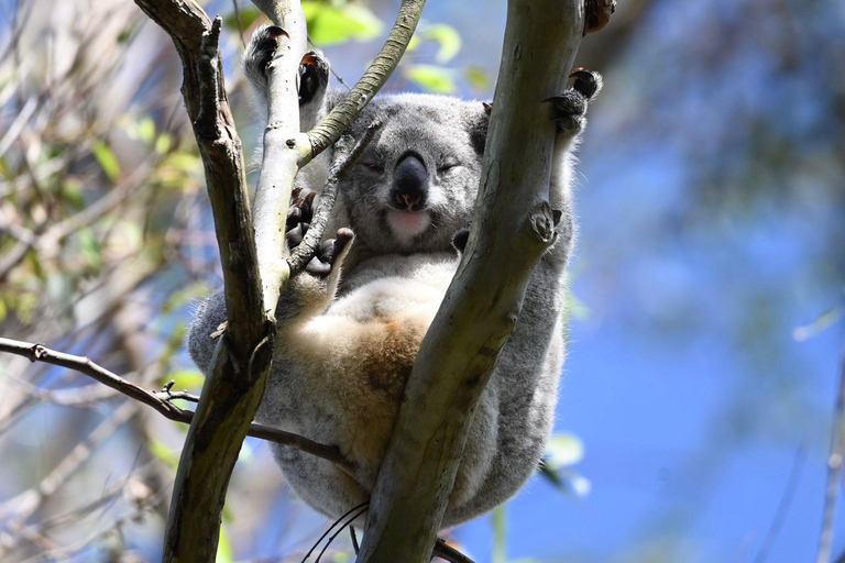 Eumundi Markets & Noosa Hinterland Day Tour from Brisbane