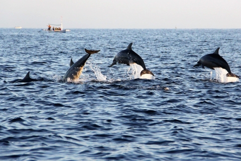 Muscat: 3 Stunden Delfinbeobachtung und Schnorcheltour