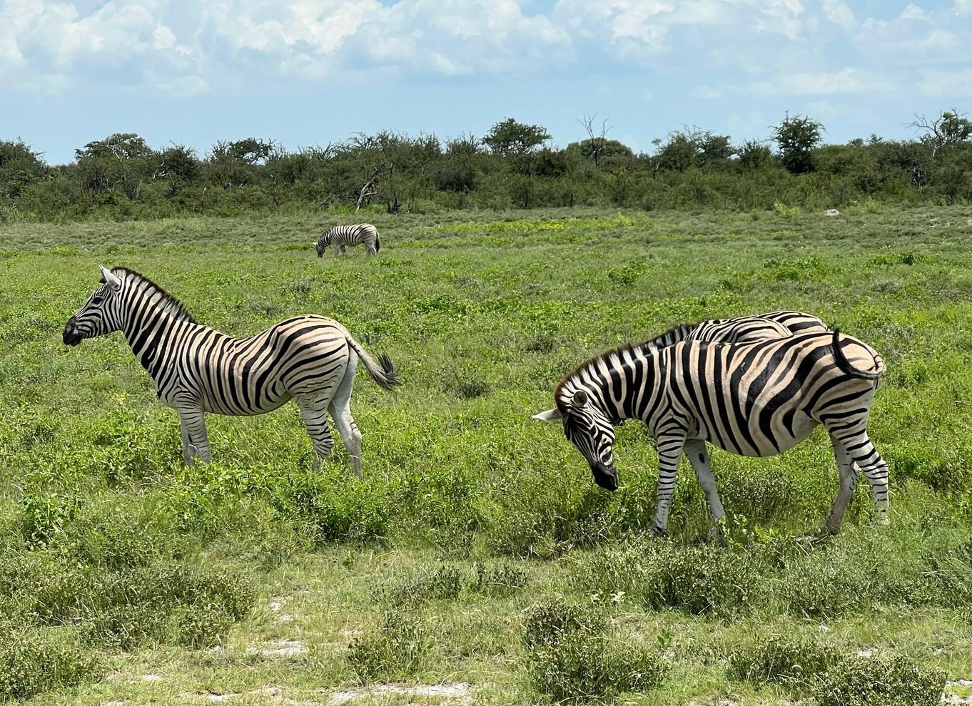 Etosha Nationalpark: Heldags eller halvdags game drive
